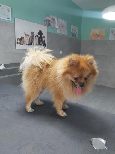 عکس آرایشگاه حیوانات خانگی چیکو پت