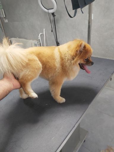 عکس آرایشگاه حیوانات خانگی چیکو پت