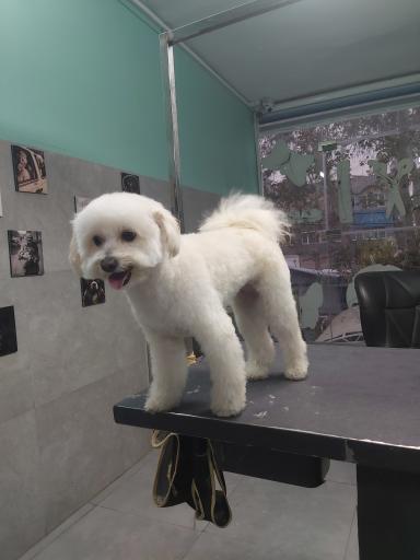 عکس آرایشگاه حیوانات خانگی چیکو پت