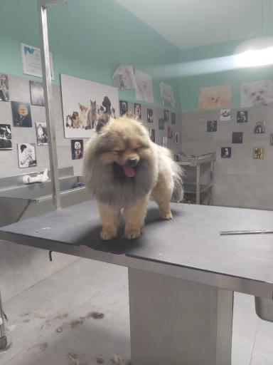 عکس آرایشگاه حیوانات خانگی چیکو پت