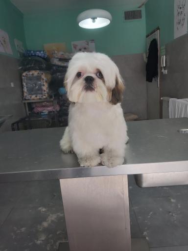 عکس آرایشگاه حیوانات خانگی چیکو پت