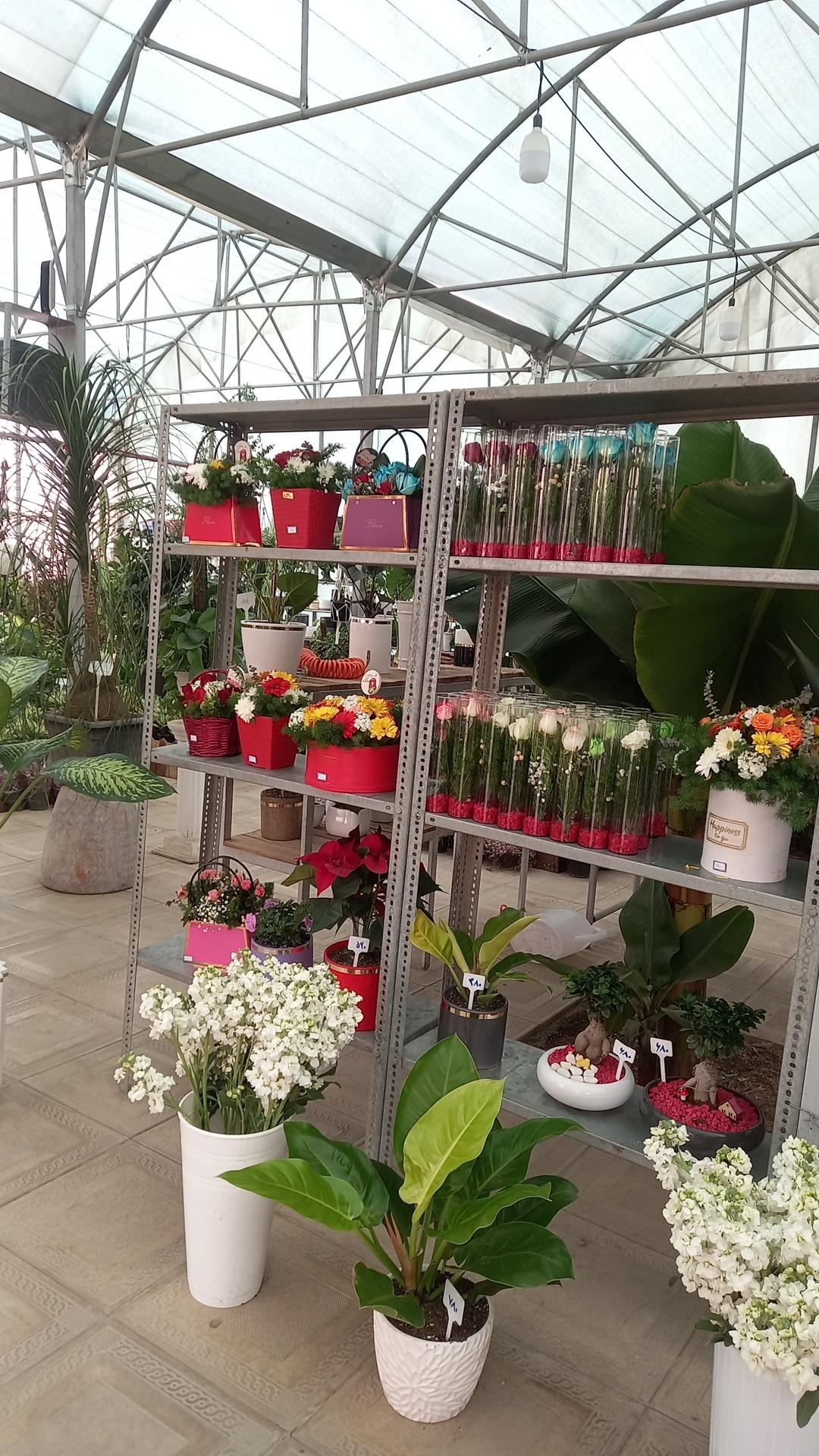 عکس گلخانه احمدی