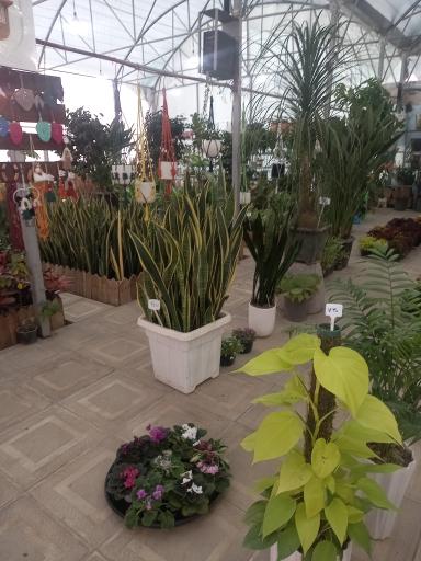 عکس گلخانه احمدی