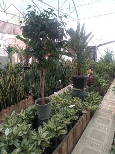 عکس گلخانه احمدی