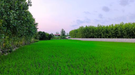 عکس کورنده