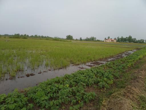 عکس کورنده
