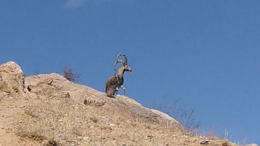 عکس آلاچیق و محل تفریح شاهلولاک