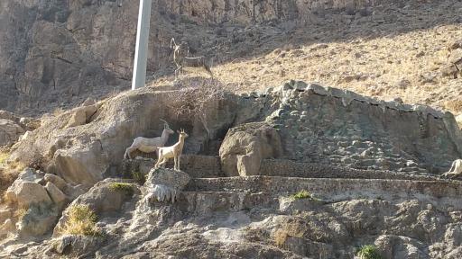 عکس آلاچیق و محل تفریح شاهلولاک