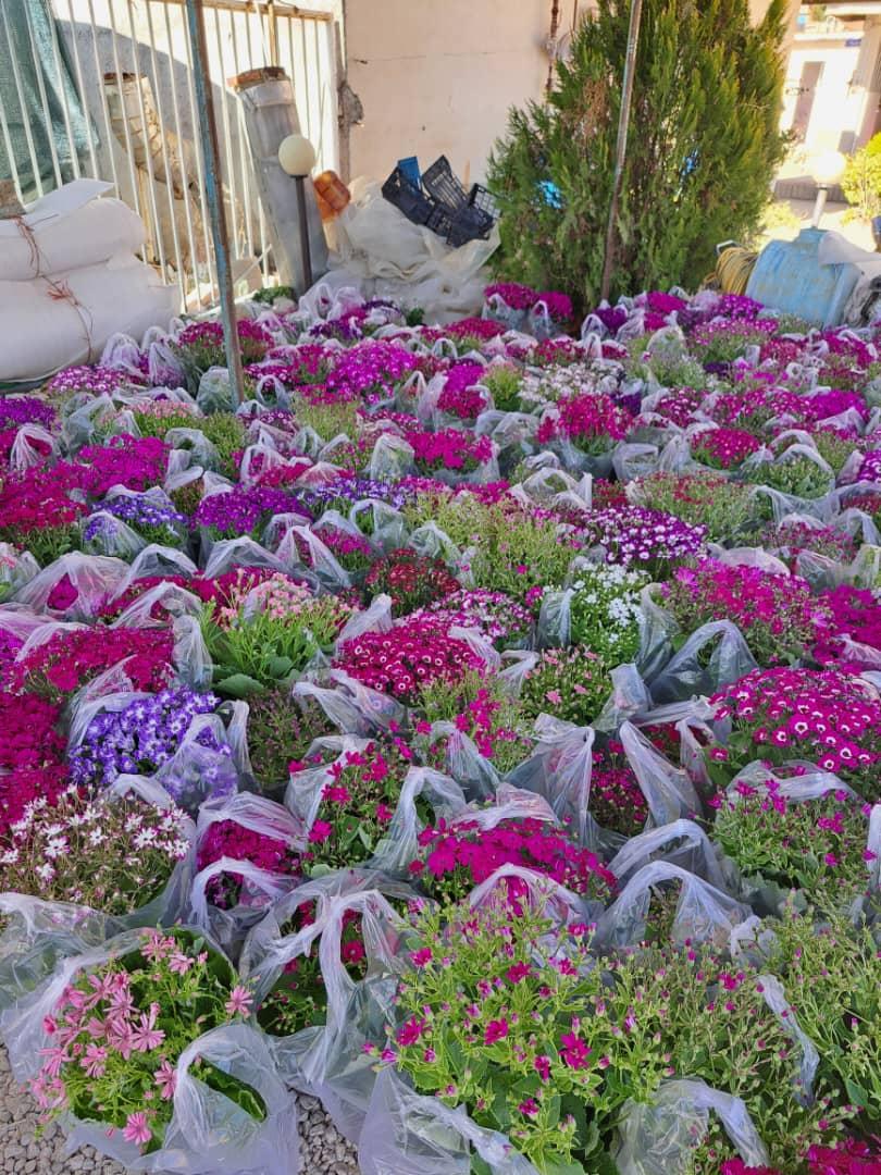 عکس گل پاپیتال