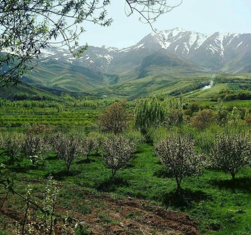 عکس ونایی