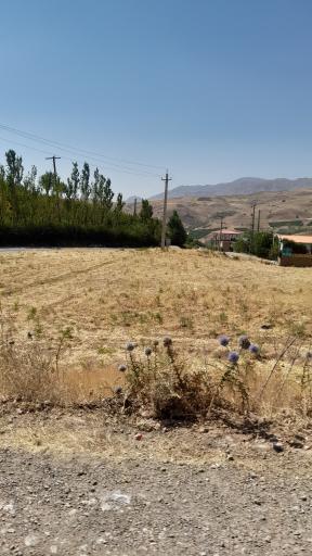 عکس ونایی