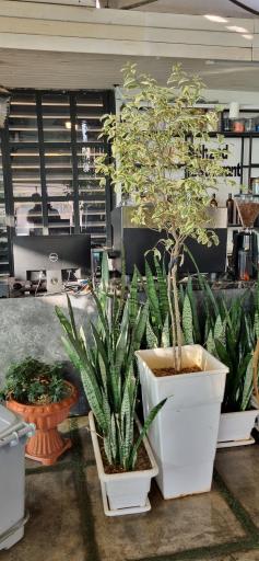 عکس کافه رستوران بهزاد