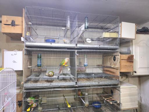 عکس پرنده فروشی زینتی هادی