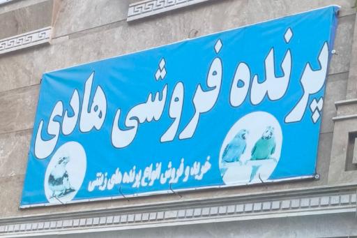 پرنده فروشی زینتی هادی