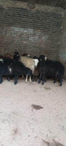عکس گوسفند سیتی