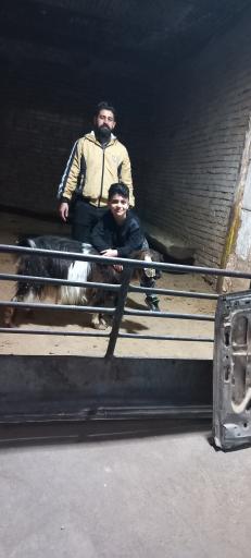 عکس گوسفند سیتی