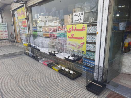 عکس دان پرندگان عدالت