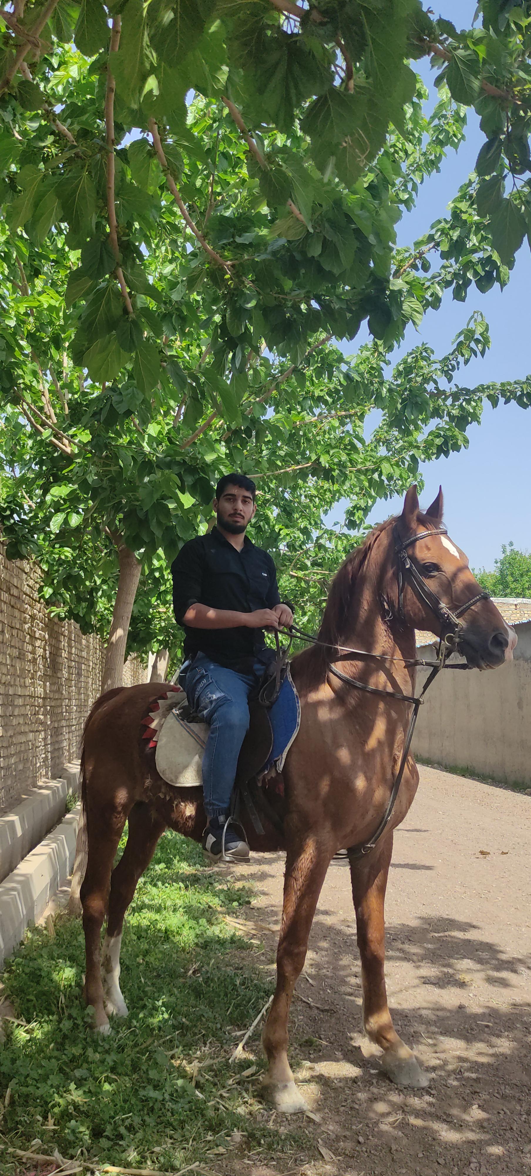 عکس باشگاه سوارکاری کمند