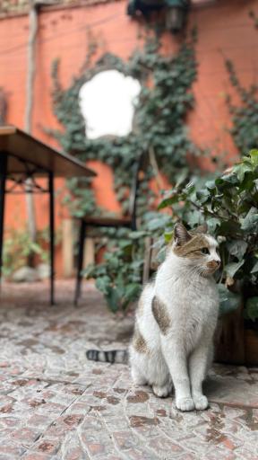 عکس کافی‌شاپ دالاهو