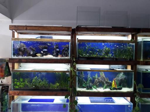 عکس آکواریوم حیات وحش