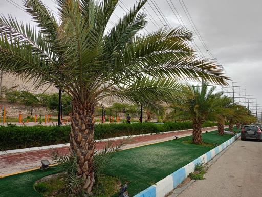 عکس بوستان بید خون