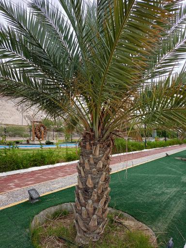 عکس بوستان بید خون