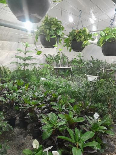 عکس گل و گیاه فروشی