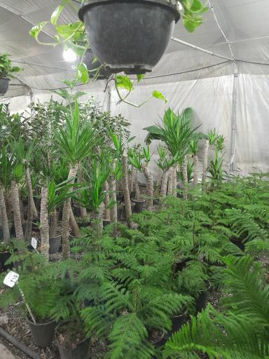 عکس گل و گیاه فروشی