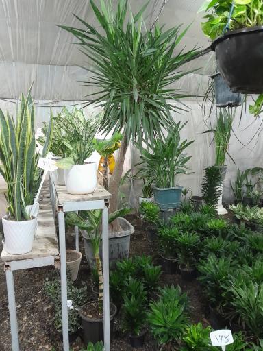 عکس گل و گیاه فروشی