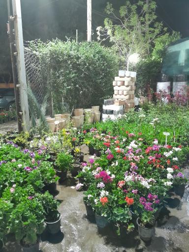 عکس گل و گیاه فروشی