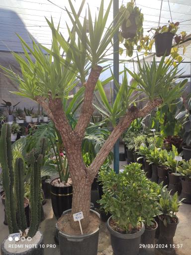 عکس گلخانه یسنا