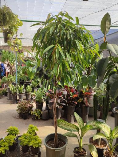 عکس گلخانه یسنا