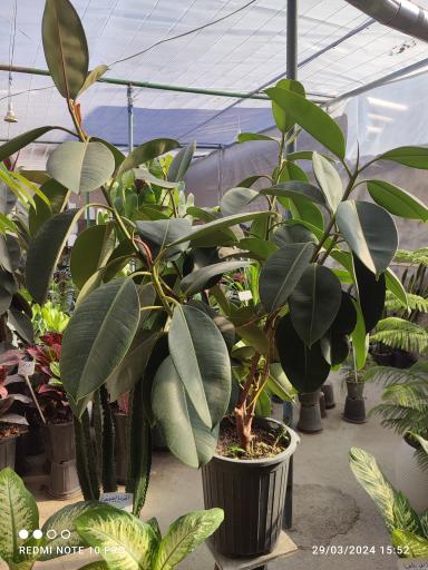 عکس گلخانه یسنا