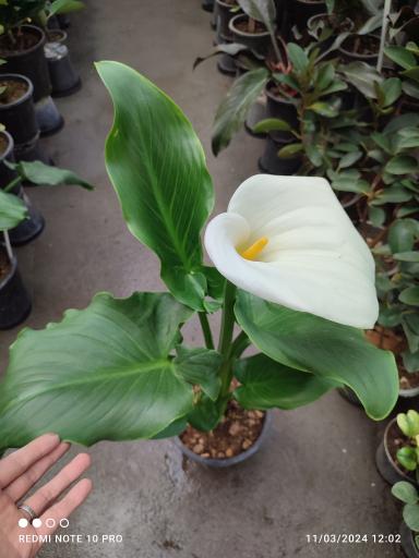 عکس گلخانه یسنا