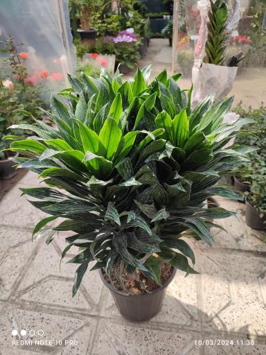 عکس گلخانه یسنا