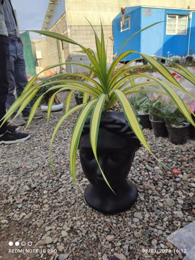 عکس گلخانه یسنا