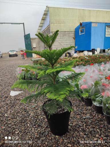 عکس گلخانه یسنا