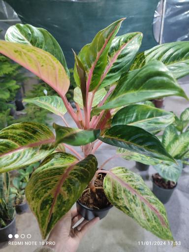 عکس گلخانه یسنا