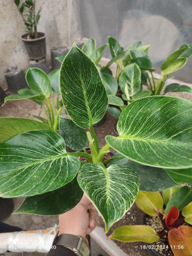 عکس گلخانه یسنا