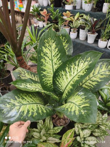 عکس گلخانه یسنا