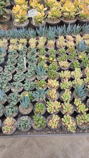 عکس گلخانه یسنا