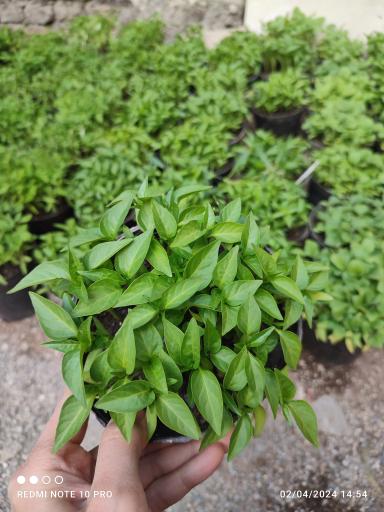 عکس گلخانه یسنا