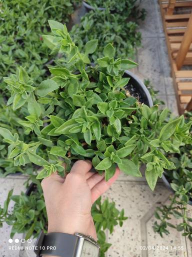 عکس گلخانه یسنا