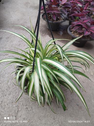 عکس گلخانه یسنا