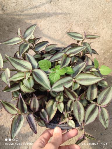 عکس گلخانه یسنا