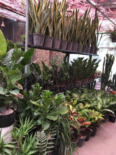 عکس گلخانه یسنا