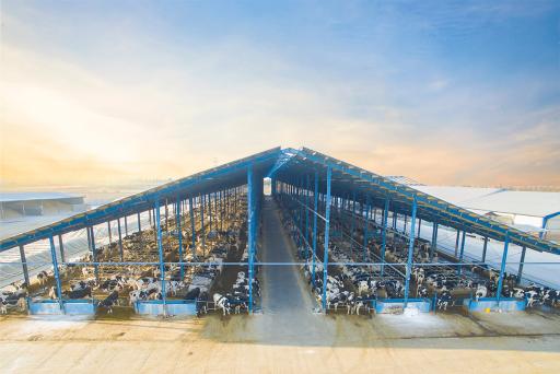 عکس دامداری فوده