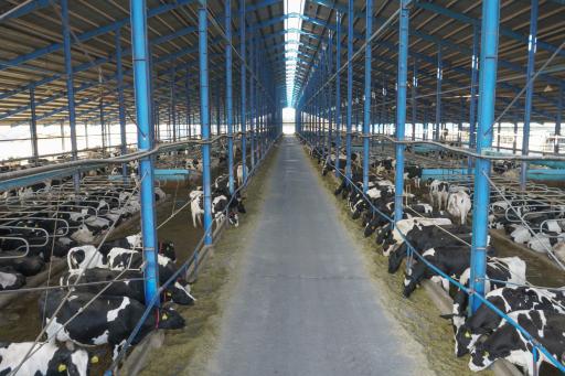 عکس دامداری فوده