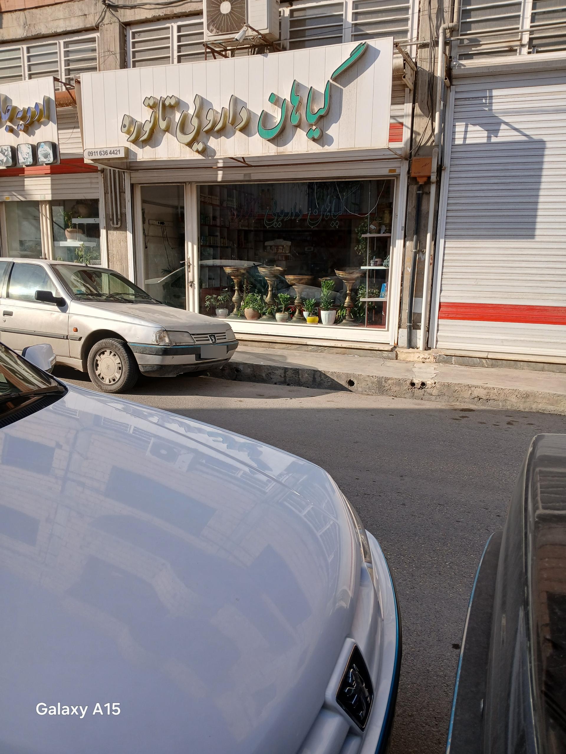 عکس گیاهان دارویی تاتوره