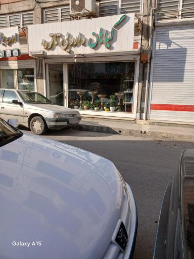 عکس گیاهان دارویی تاتوره